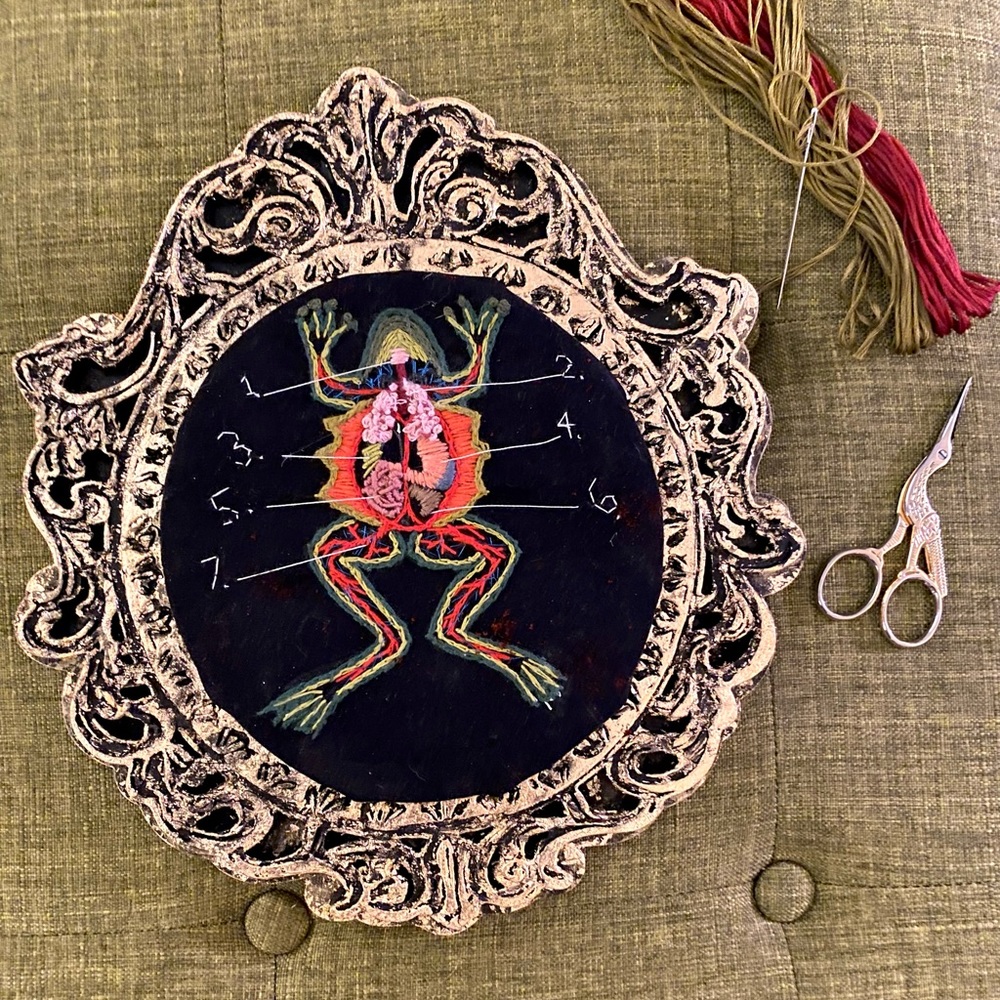Hand embroidery dissected frog art